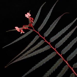 Begonia pteridiformis [ �٥��˥����ץƥ�ǥ��ե���ߥ� ]���� PN260304-02 ��