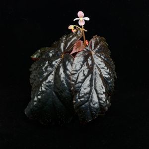 Begonia phoeniogramma [ �٥��˥����ե����˥������� ]���� PN260304-03 ��