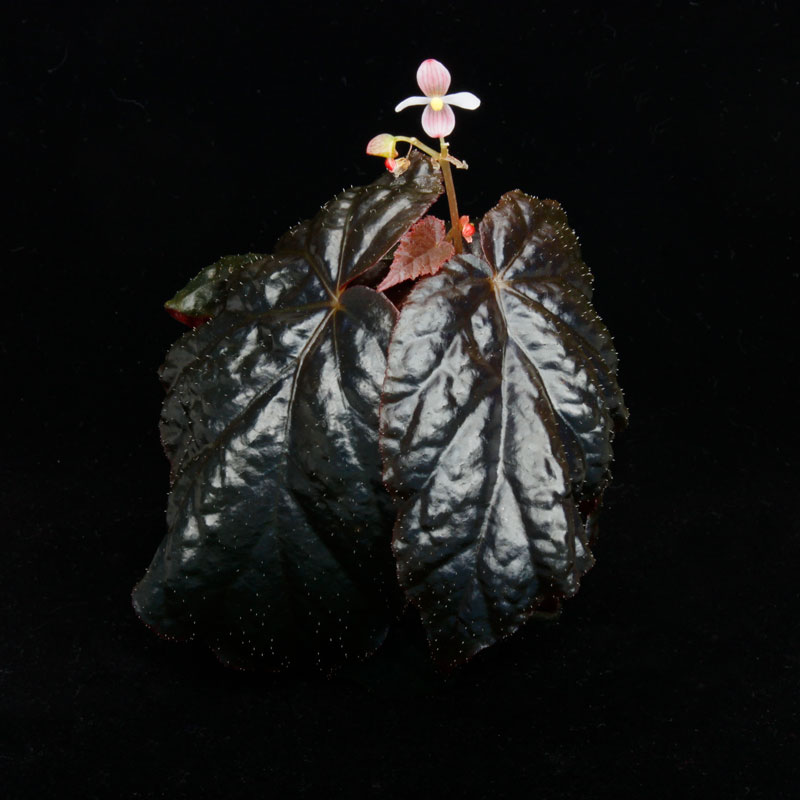 専用　Begonia phoeniogramma I ❣️ベゴニア原種 A Begonia phoeniogramma [ ベゴニア・フォエニオグランマ ] 【 PN260304