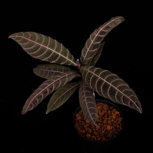 Unknown species ' El Pangui, Ecuador '��[ ��������롦�ѥ󥰥����������ɥ뻺]���� PN260316-01 ��