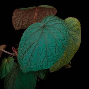 Begonia sp. Bac Kan ��[ �٥��˥� sp.���Хå��� ]���� �����������֥롼�Τ褦�����������������ĸ���٥��˥� ��1�ݥå�