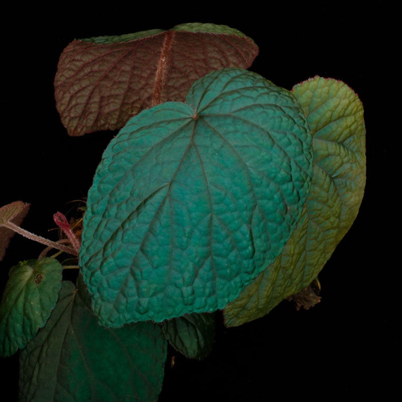 専用　Begonia sp.Bac Kan ベゴニア　バッカン　原種　青ベゴニア Begonia sp. Bac Kan [ ベゴニア sp.・バッカン ] 【 ターコイズブルー