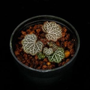 Saxifraga stlonifera��[ ��ɱ�業�Υ��� ]��1�ݥåȡ��� �ӥХꥦ�ࡢ�ѥ���ꥦ��˻Ȥ��䤹����ʪ ��