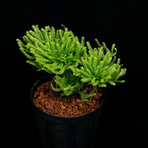 Selaginella pulvinata��[ ���饸�ͥ顦�ץ�ӥʡ��� ]���� PN260327-04 ��