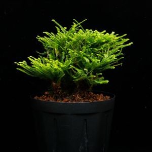 Selaginella pulvinata��[ ���饸�ͥ顦�ץ�ӥʡ��� ]���� PN260327-05 ��