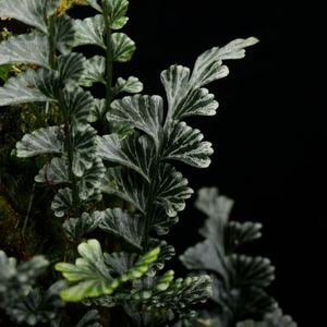 Lindsaea oblanceolata��[ ���ɥ����������֥�󥱥��顼�� ]���� PN260411-01 ��