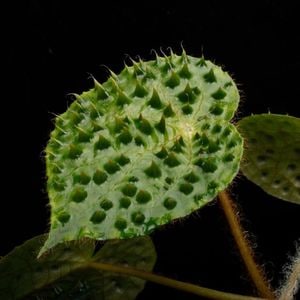Begonia ferox var. 