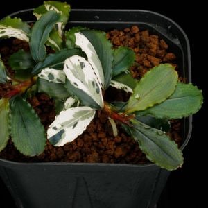 Bucephalandra sp. Variegata��[ �֥��ե����ɥ� sp. " ���� " ] (��������)���� PN260501-02 ��