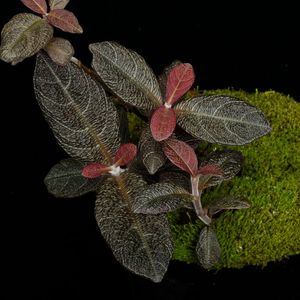 Cosmianthemum sp.��[ �����ߥ��󥻥ޥ� sp. ]���� PN260501-05 ��