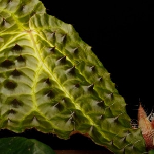 Begonia ferox [ �٥��˥����ե����å��� ]���� PN260511-01 �ۡ��� �֥�å���̵���Υ����å����ۺ̤����ĸ���٥��˥� ��