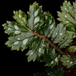 Begonia sp.  �� Papua New Guinea �ɡ�[ �٥��˥� sp. �ѥץ��˥塼���˥� ]���� PN260511-02 ��