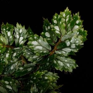 Begonia sp.  �� Papua New Guinea �ɡ�[ �٥��˥� sp. �ѥץ��˥塼���˥� ]���� PN260511-03 ��