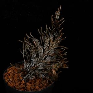 Selaginella sp. ' Davao, Mindanao '��[ ���饸�ͥ� sp. ' �ߥ���ʥ�����Х��� ' ]���� PN260511-04 ��