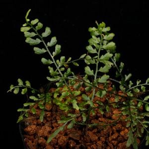 Asplenium quitense [ �����ץ�˥��ࡦ�����ƥ� / ʣ������ ]�� ���Ƹ����ξ����������� �ۡ� PN260513-07 ��