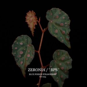 Begonia cv.  ZERONIA / ' BPS (BLUE POISON STRAWBERRY) '  [ XY-025 ]  �� ZERO PLANTS�ȼ��Υ٥��˥������ʼ� ��