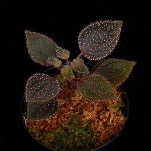 Sarcopyramis sp. 