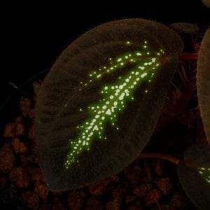 Sonerila sp. 