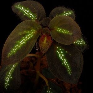 Sonerila sp. 
