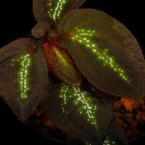 Sonerila sp. 