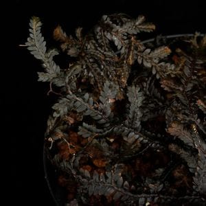 Selaginella sp. 