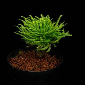 Selaginella pulvinata��[ ���饸�ͥ顦�ץ�ӥʡ��� ]���� PN260714-02 ��