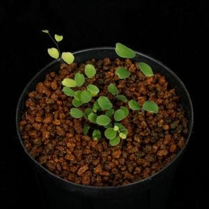Adiantum mariesii��[ �������󥿥ࡦ�ޥꥨ���� ]��( ML )���� PN260714-04 ��