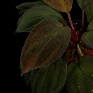 Homalomena sp.  