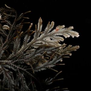 Selaginella sp. ' Davao, Mindanao '��[ ���饸�ͥ� sp. ' �ߥ���ʥ�����Х��� ' ]���� PN260714-09 ��