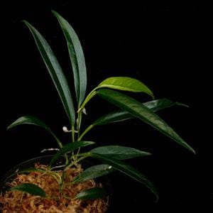 Philodendron chinchamayense��[ �ե����ǥ�ɥ��󡦥������ޥ��� ]���� PN260714-13 �ۡ� �ե����ǥ�ɥ���Ȥ��Ƥ϶˾�������� ��