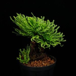 Selaginella pulvinata��[ ���饸�ͥ顦�ץ�ӥʡ��� ]���� PN260717-01 �ۡ� ������ ��