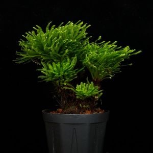 Selaginella pulvinata��[ ���饸�ͥ顦�ץ�ӥʡ��� ]���� PN260717-02 �ۡ� ������ ��