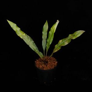 Elaphoglossum sp.  [ ����ե������å��� sp. ���������ɥ뻺 ]���� PN260719-05 ��