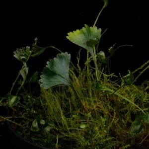 Elaphoglossum peltatum  [ ����ե������å��ࡦ�ڥ륿�ĥ� / ñ�ե����� ]���� PN260719-06 ��