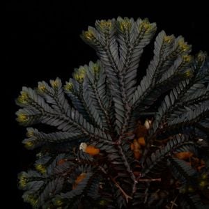 Selaginella sp. ' Sekadau '��[ ���饸�ͥ� sp. ' �������� ' ]���� PN260720-02 �ۡ� ��Ź���꡼�� ��