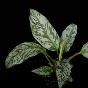 Schismatoglottis sp. ' Sumatran Tiger ' ��[ �������ޥȥ����åƥ��� sp. 