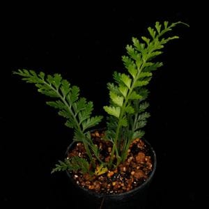 Asplenium thunbergii [ �����ץ�˥��ࡦ�ĥ�٥륮�� ]��1�ݥåȡ��� �ѥ���ꥦ�ࡢ�ӥХꥦ��˻Ȥ��䤹����ʪ ��