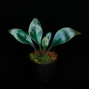 Microsorum siamensis��[ �ߥ�������ࡦ��������󥷥� ]�� PN260724-02 ��