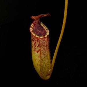 Nepenthes burbidgeae x lowii ��[ �ͥڥ�ƥ����С��ӥå����� x ���������� ]���� PN260728-06 ��