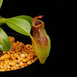 Nepenthes maxima  x (lowii x macrophylla)��[ �ͥڥ�ƥ����ޥ����� x (���������� x �ޥ����ե��� ]���� Borneo Exotics / BE-3709 �ۡ� PN260728-09 ��