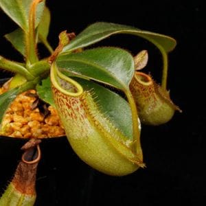 Nepenthes (mollis x veitchii) x maxima Wavy Leaf / Clone:00 / AW �� PN260728-10 ��