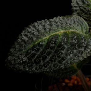 Episcia sp. ' Ecuador '��[ ���ԥ����� sp. ]��1�ݥåȡ��� �ܥ��դ��ȤƤ�̥��Ū�ʥ��勵�Х��ʤο�ʪ ��