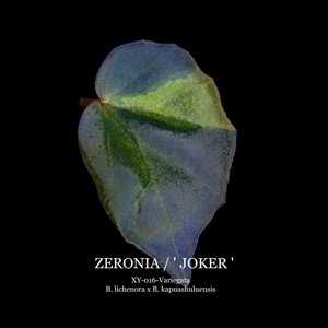 Begonia cv.  ZERONIA / ' JOKER '  [ XY-016-Variegata-Z013 / B. lichenora x B. kapuashuluensis ] �� ZERO PLANTS�ȼ��Υ٥��˥������ʼ� ��