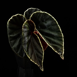 Begonia darthvaderiana��[ �٥��˥����������١��ǥꥢ���� / �ɥ����� ]���� PN260809-08 �ۡ� ̥��Ū�ʥ������դ���르����ɥ��å���¤������������������⸶��٥��˥���