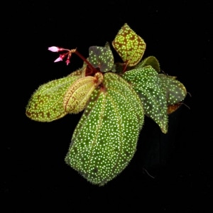 Sonerila sp. 