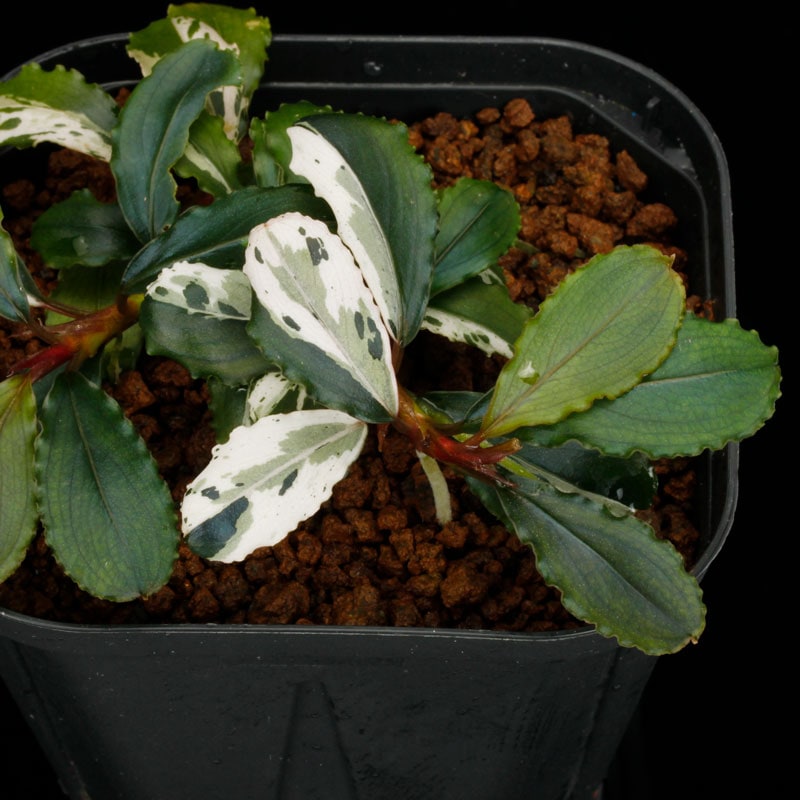 Bucephalandra sp. Variegata [ ブセファランドラ sp. 