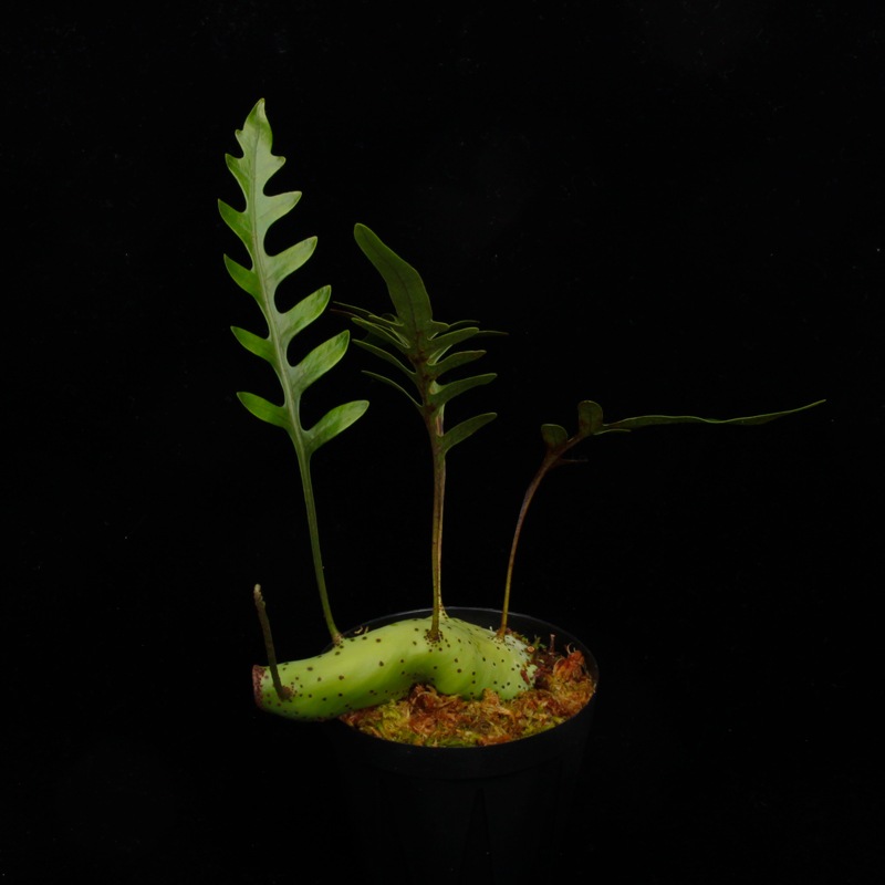 Lecanopteris mirabilis [ レカノプテリス・ミラビリス ] 【 PN260821