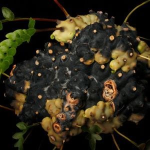 Lecanopteris luzonensis  