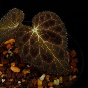 Begonia fulgurata [ �٥��˥����ե륰�顼�� ]���� PN260908-01 ��