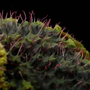 Begonia sp. 