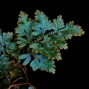 Selaginella sp. ' Selangor, Malaysia '��[ ���饸�ͥ� sp. ]���� PN260916-05 ��
